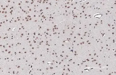 Anti-CREB antibody [HL2879] used in IHC (Paraffin sections) (IHC-P). GTX640158