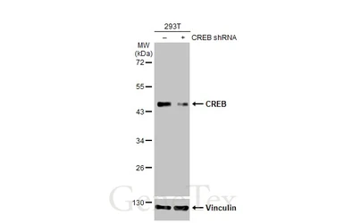 Anti-CREB antibody [HL2879] used in Western Blot (WB). GTX640158