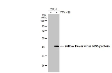 Anti-Yellow Fever virus NS5 protein antibody [HL2916] used in Western Blot (WB). GTX640259