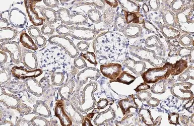 Anti-IGF2 antibody [HL2937] used in IHC (Paraffin sections) (IHC-P). GTX640321