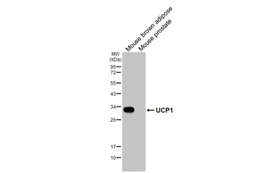 Anti-UCP1 antibody [HL2944] used in Western Blot (WB). GTX640329