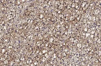 Anti-UCP1 antibody [HL2944] used in IHC (Paraffin sections) (IHC-P). GTX640329