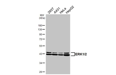 Anti-ERK1/2 antibody [HL2946] used in Western Blot (WB). GTX640331