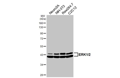 Anti-ERK1/2 antibody [HL2946] used in Western Blot (WB). GTX640331