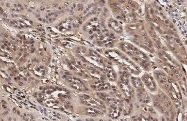 Anti-ERK1/2 antibody [HL2946] used in IHC (Paraffin sections) (IHC-P). GTX640331