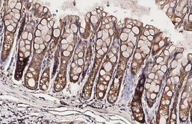 Anti-ERK1/2 antibody [HL2946] used in IHC (Paraffin sections) (IHC-P). GTX640331