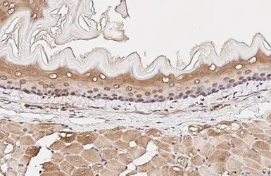 Anti-ERK1/2 antibody [HL2946] used in IHC (Paraffin sections) (IHC-P). GTX640331