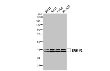 Anti-ERK1/2 antibody [HL2948] used in Western Blot (WB). GTX640333