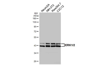 Anti-ERK1/2 antibody [HL2948] used in Western Blot (WB). GTX640333