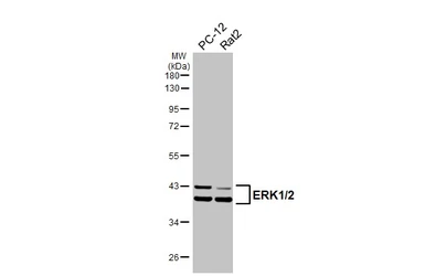 Anti-ERK1/2 antibody [HL2948] used in Western Blot (WB). GTX640333