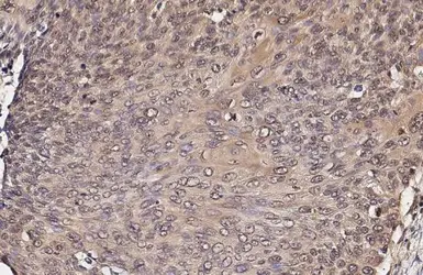 Anti-ERK1/2 antibody [HL2948] used in IHC (Paraffin sections) (IHC-P). GTX640333