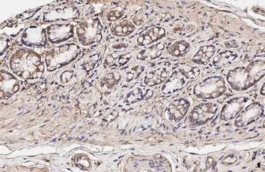 Anti-ERK1/2 antibody [HL2948] used in IHC (Paraffin sections) (IHC-P). GTX640333