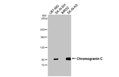 Anti-Chromogranin C antibody [HL2992] used in Western Blot (WB). GTX640402