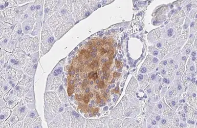 Anti-Chromogranin C antibody [HL2992] used in IHC (Paraffin sections) (IHC-P). GTX640402