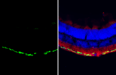 Anti-RBPMS antibody [HL3090] used in IHC (Frozen sections) (IHC-Fr). GTX640536