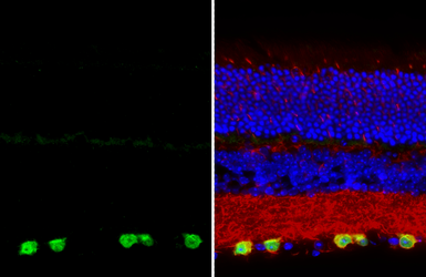 Anti-RBPMS antibody [HL3090] used in IHC (Paraffin sections) (IHC-P). GTX640536