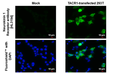 Anti-Neurokinin 1 Receptor antibody [HL3194] used in Immunocytochemistry/ Immunofluorescence (ICC/IF). GTX640833