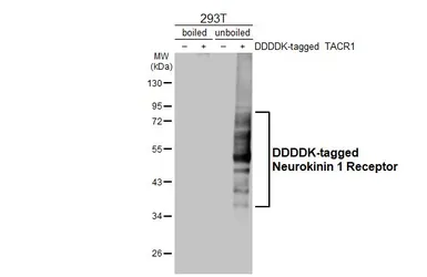 Anti-Neurokinin 1 Receptor antibody [HL3195] used in Western Blot (WB). GTX640834