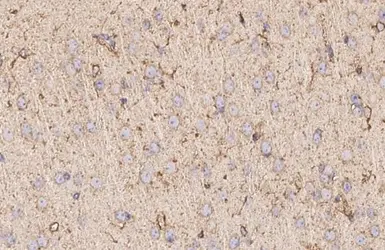 Anti-Neurokinin 1 Receptor antibody [HL3195] used in IHC (Paraffin sections) (IHC-P). GTX640834