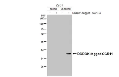 Anti-CCR11 antibody [HL3208] used in Western Blot (WB). GTX640848