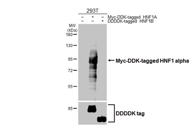 Anti-HNF1 alpha antibody [HL3229] used in Western Blot (WB). GTX640870