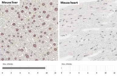 Anti-HNF1 alpha antibody [HL3229] used in IHC (Paraffin sections) (IHC-P). GTX640870