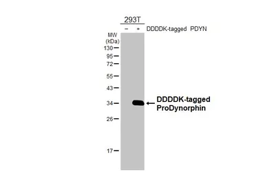 Anti-ProDynorphin antibody [HL3295] used in Western Blot (WB). GTX640984