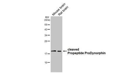 Anti-ProDynorphin antibody [HL3295] used in Western Blot (WB). GTX640984