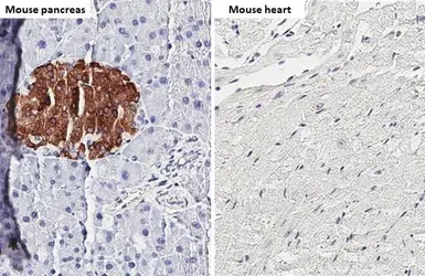 Anti-Chromogranin C antibody [HL3311] used in IHC (Paraffin sections) (IHC-P). GTX641073