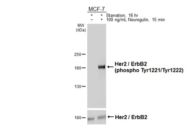 Anti-Her2 / ErbB2 (phospho Tyr1221/Tyr1222) antibody [HL3328] used in Western Blot (WB). GTX641093