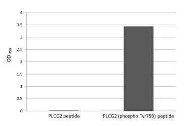 Anti-PLCG2 (phospho Tyr759) antibody [HL3329] used in  (). GTX641094