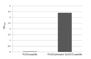 Anti-PLCG2 (phospho Tyr1217) antibody [HL3332] used in  (). GTX641097