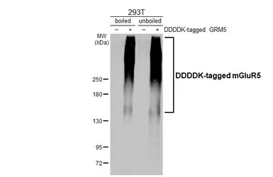 Anti-mGluR5 antibody [HL3433] used in Western Blot (WB). GTX641275