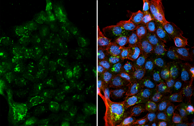 Anti-NMU antibody [HL3549] used in Immunocytochemistry/ Immunofluorescence (ICC/IF). GTX641455