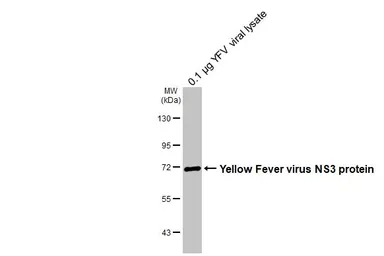 Anti-Yellow Fever virus NS3 protein antibody [HL3702] used in Western Blot (WB). GTX641874