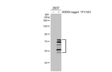 Anti-Yellow Fever virus NS3 protein antibody [HL3702] used in Western Blot (WB). GTX641874