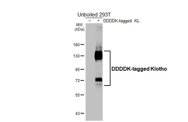 Anti-Klotho antibody [HL3706] used in Western Blot (WB). GTX641878