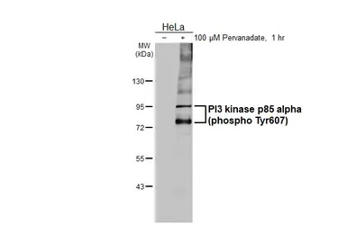 Anti-PI3 kinase p85 alpha (phospho Tyr607) antibody [HL3732] used in Western Blot (WB). GTX641922