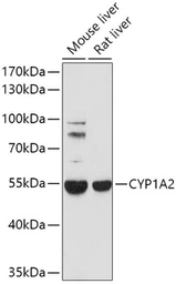 Anti-CYP1A2 antibody used in Western Blot (WB). GTX64497