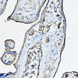 Anti-AChR alpha 7 antibody used in IHC (Paraffin sections) (IHC-P). GTX64511