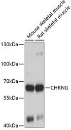 Anti-AChR gamma antibody used in Western Blot (WB). GTX64654