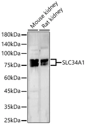 Anti-SLC34A1 antibody used in Western Blot (WB). GTX64769