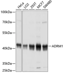 Anti-ADRM1 antibody used in Western Blot (WB). GTX65581