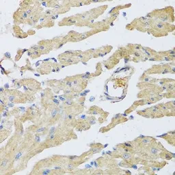 Anti-Urocotin 2 antibody used in IHC (Paraffin sections) (IHC-P). GTX65915