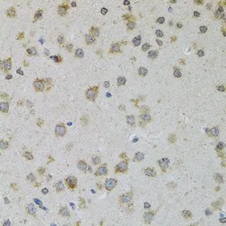 Anti-ProDynorphin antibody used in IHC (Paraffin sections) (IHC-P). GTX65945