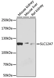 Anti-KCC4 antibody used in Western Blot (WB). GTX66096