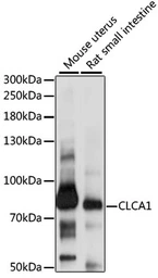 Anti-CLCA1 antibody used in Western Blot (WB). GTX66323