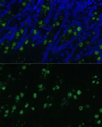 Anti-CLCA1 antibody used in IHC (Paraffin sections) (IHC-P). GTX66323