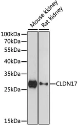 Anti-Claudin 17 antibody used in Western Blot (WB). GTX66339