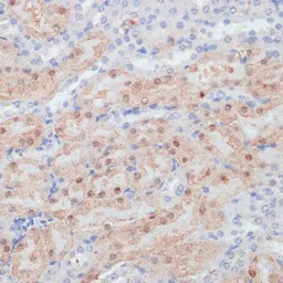 Anti-Claudin 17 antibody used in IHC (Paraffin sections) (IHC-P). GTX66339